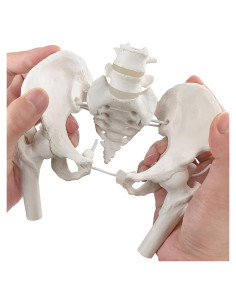 Esqueleto de Pelvis Femenina Flexible NUEVO HORIZONTE Mini