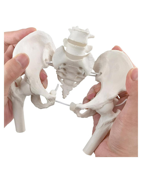 Esqueleto de Pelvis Femenina Flexible NUEVO HORIZONTE Mini Esqueleto de Pelvis Femenina Flexible NUEVO HORIZONTE Mini
