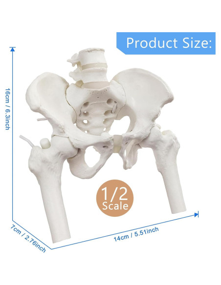 Esqueleto de Pelvis Femenina Flexible NUEVO HORIZONTE Mini Esqueleto de Pelvis Femenina Flexible NUEVO HORIZONTE Mini
