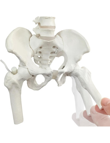 Esqueleto de Pelvis Femenina Flexible NUEVO HORIZONTE Mini