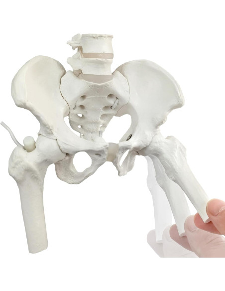 Esqueleto de Pelvis Femenina Flexible NUEVO HORIZONTE Mini Esqueleto de Pelvis Femenina Flexible NUEVO HORIZONTE Mini