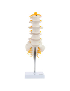 Modelo de Anatomía Columna Lumbar Axis Scientific con Sacro
