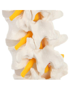 Modelo de Anatomía Columna Lumbar Axis Scientific con Sacro 2