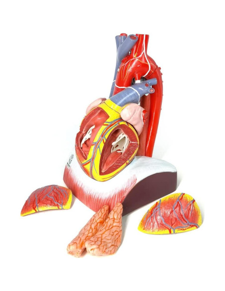 Modelo de Anatomía del Corazón Humano Merinden - 10 Partes, Tamaño Real Modelo de Anatomía del Corazón Humano Merinden - 10 Partes, Tamaño Real