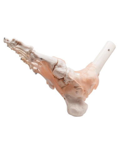 Modelo de Articulación del Pie y Tobillo Humano HUBERY HM-11