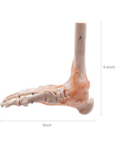 Modelo de Articulación del Pie y Tobillo Humano HUBERY HM-11 2