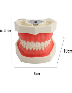 Modelo de Dientes Typodont YOUYA TM-021 28 Dientes Removibles 2