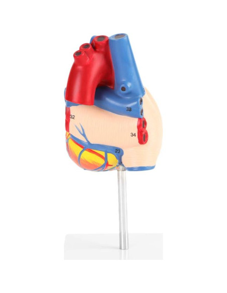 Modelo Anatómico de Corazón Humano FTVOGUE 21cm PVC Modelo Anatómico de Corazón Humano FTVOGUE 21cm PVC