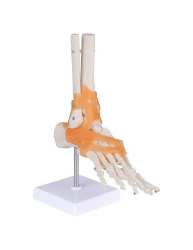 Modelo Anatómico de Pie con Ligamentos LVCHEN 28.2x18.3cm