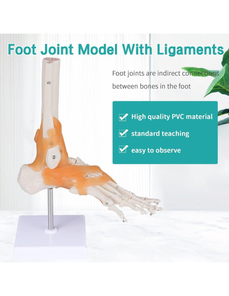 Modelo Anatómico de Pie con Ligamentos LVCHEN 28.2x18.3cm Modelo Anatómico de Pie con Ligamentos LVCHEN 28.2x18.3cm