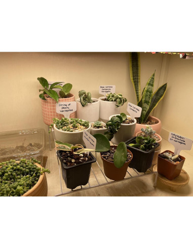 Etiquetas de Jardín KINGLAKE 200 Pcs 10 cm Impermeables