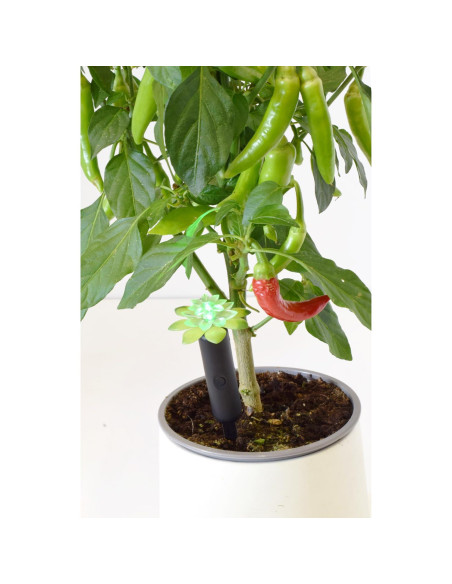 Alarma de Humedad para Plantas Wicked Waterer 10.16 cm Alarma de Humedad para Plantas Wicked Waterer 10.16 cm