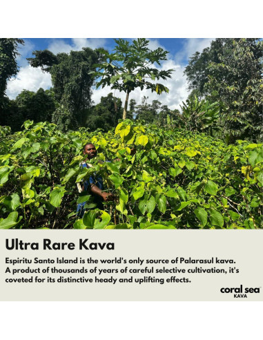 Polvo de Kava Coral Sea Kava 227g - Bebida Calmante de Vanuatu