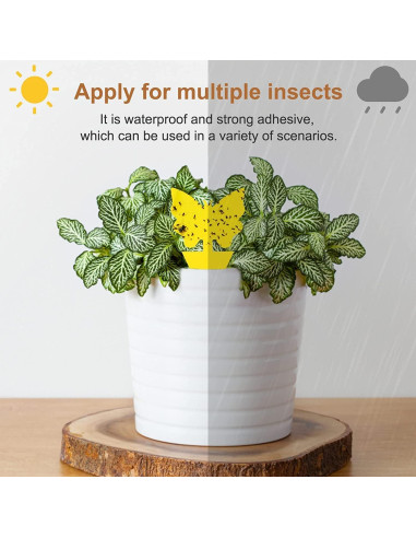 Paquete de 36 trampas adhesivas para moscas de la fruta Stingmon