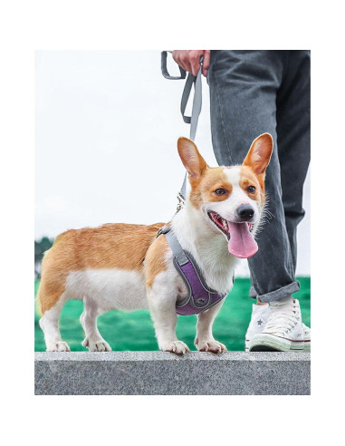 Arnés Ajustable para Perros Pequeños D.QingPei Púrpura S