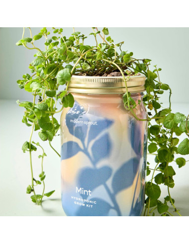 Kit de Cultivo Hidropónico Modern Sprout - Tarro de Jardín Menta