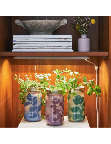 Kit de Cultivo Hidropónico Modern Sprout - Tarro de Jardín Menta