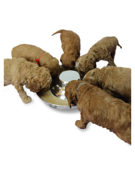 Cuencos de Acero Inoxidable Podinor para Cachorros 30cm Cuencos de Acero Inoxidable Podinor para Cachorros 30cm