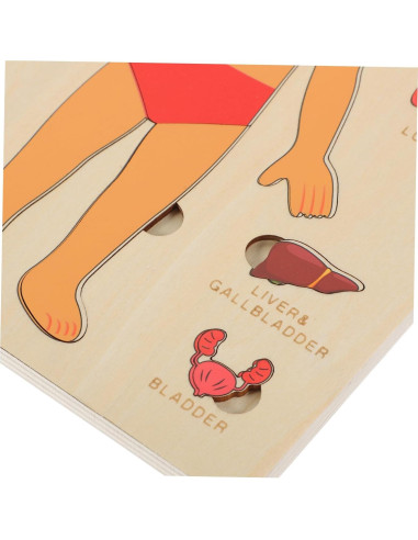 Rompecabezas de Anatomía Humana HEMOTON para Niños 22.4x17.8cm