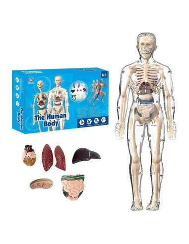 Modelo de Estructura Corporal Humana Transparente Scappof 3D
