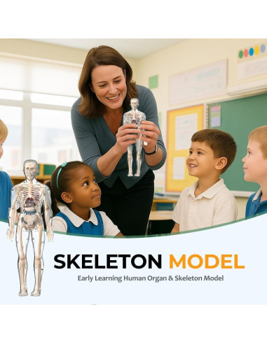 Modelo de Estructura Corporal Humana Transparente Scappof 3D