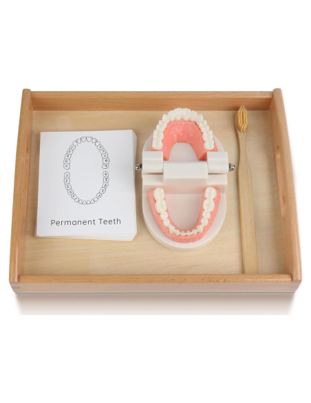 Modelo Dental Montessori MEROCO para Cepillarse los Dientes Modelo Dental Montessori MEROCO para Cepillarse los Dientes