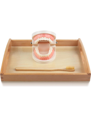 Modelo Dental Montessori MEROCO para Cepillarse los Dientes