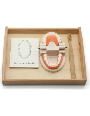 Modelo Dental Montessori MEROCO para Cepillarse los Dientes