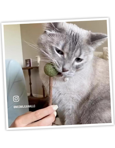 Palos de Silvervine Meowijuana 13.97 cm para Gatos - Masticables Naturales