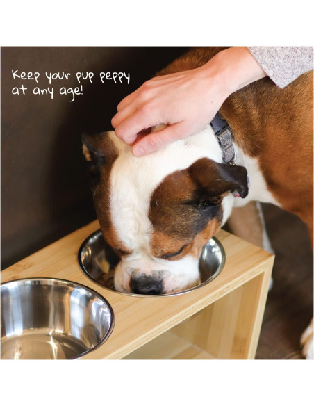 Soporte Elevado para Cuencos de Perro Pawfect Pets - 4 Cuencos Acero Inoxidable Soporte Elevado para Cuencos de Perro Pawfect Pets - 4 Cuencos Acero Inoxidable