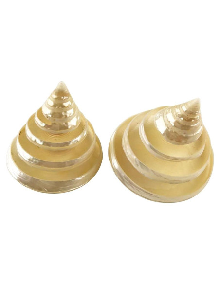 Conchas Turbo Arapica Pulida Blanca MMvolesy - 2 Piezas 5-6.35 cm Conchas Turbo Arapica Pulida Blanca MMvolesy - 2 Piezas 5-6.35 cm