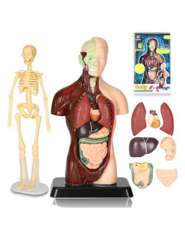 Modelo de Anatomía Humana KlayBear 24.1 cm 8 Piezas Educativo