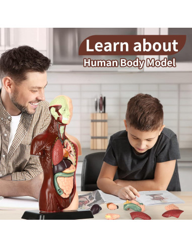 Modelo de Anatomía Humana KlayBear 24.1 cm 8 Piezas Educativo