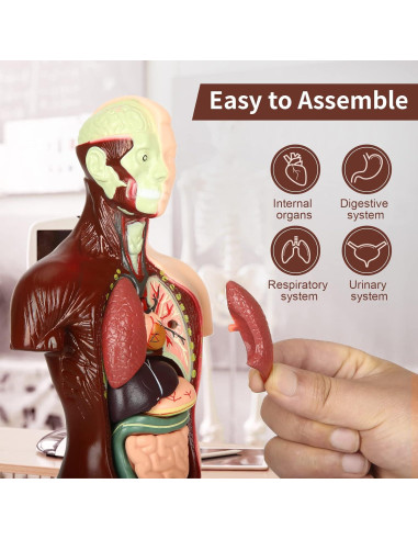 Modelo de Anatomía Humana KlayBear 24.1 cm 8 Piezas Educativo