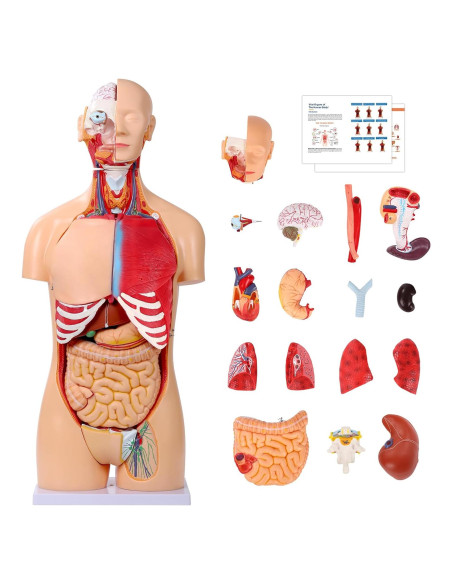 Modelo de Anatomía Humana SFXYJ 85cm, Doble Sexo, 32 Partes Modelo de Anatomía Humana SFXYJ 85cm, Doble Sexo, 32 Partes