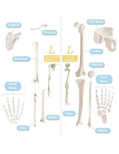 Esqueleto Humano Anatómico Completo 170 cm con Póster