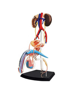 Modelo de Anatomía Reproductiva Masculina 4D NURCIX