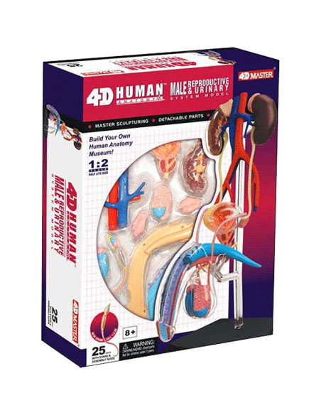 Modelo de Anatomía Reproductiva Masculina 4D NURCIX Modelo de Anatomía Reproductiva Masculina 4D NURCIX