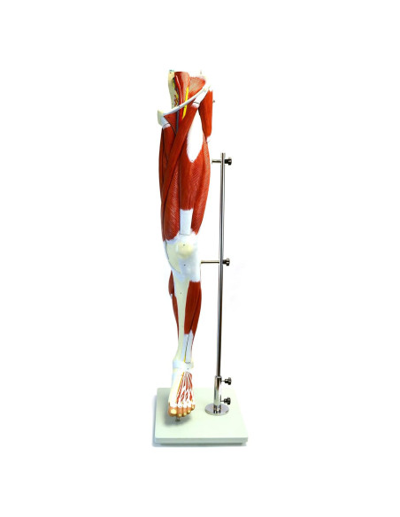 Modelo Muscular de Pierna Premium hBARSCI - 99 cm, 13 Partes Modelo Muscular de Pierna Premium hBARSCI - 99 cm, 13 Partes