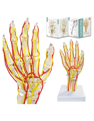 Modelo de Mano con Arterias MediTrainer - Anatomía Detallada 25cm