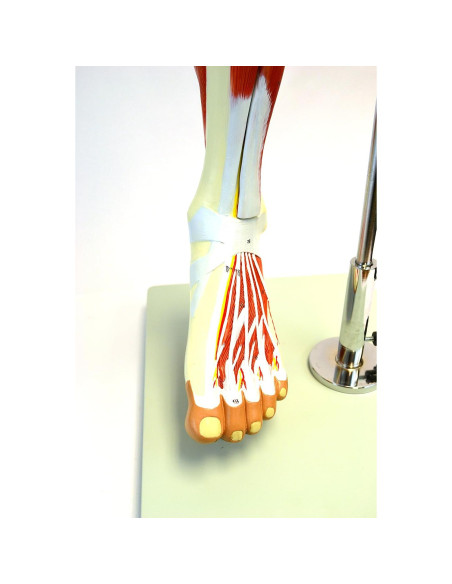 Modelo Muscular de Pierna Premium hBARSCI - 99 cm, 13 Partes Modelo Muscular de Pierna Premium hBARSCI - 99 cm, 13 Partes