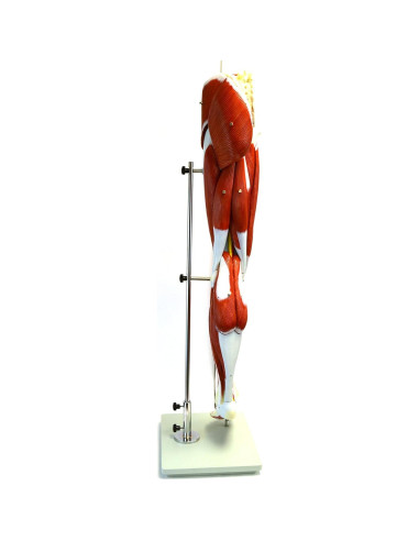 Modelo Muscular de Pierna Premium hBARSCI - 99 cm, 13 Partes