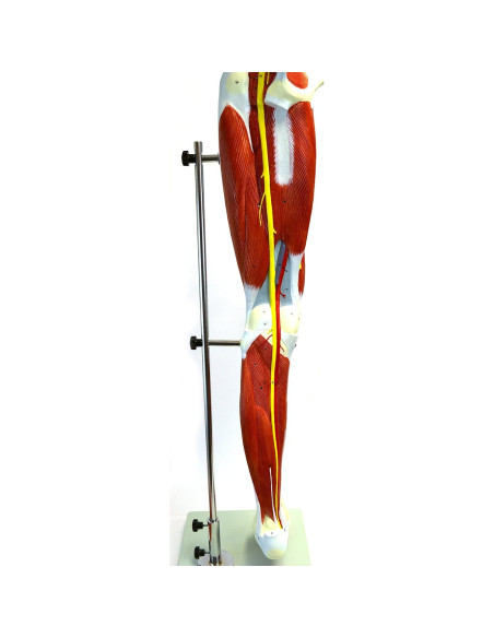 Modelo Muscular de Pierna Premium hBARSCI - 99 cm, 13 Partes Modelo Muscular de Pierna Premium hBARSCI - 99 cm, 13 Partes