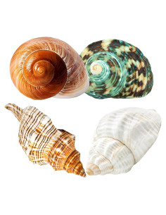 4 Conchas de Cangrejo Ermitaño Naturales Wanwanzi 6.1-8.9 cm