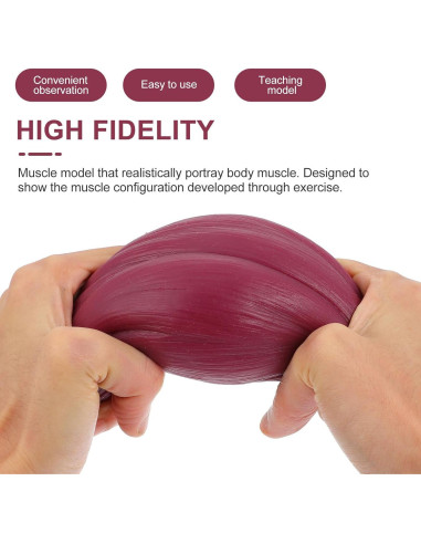 Réplica de Cuerpo Humano Muscular BESPORTBLE 1lb Silicona