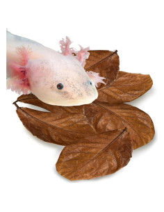 Hojas de Almendra India SunGrow para Acuario - 10 Piezas 12.7 cm