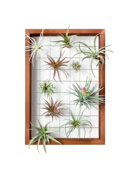 Mkono Soporte Colgante para Plantas de Aire 16" Madera Natural Mkono Soporte Colgante para Plantas de Aire 16" Madera Natural
