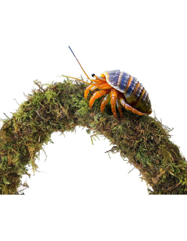 Accesorios para Cangrejo Ermitaño Mechpia - 5 Piezas Naturales