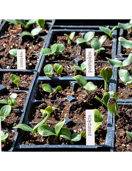 Etiquetas para Plantas 600 Pcs 10 cm PVC Impermeable Foraineam Etiquetas para Plantas 600 Pcs 10 cm PVC Impermeable Foraineam