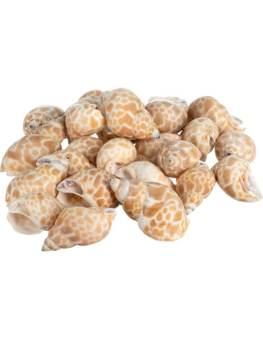 Conchas para Cangrejos Ermitaños Nautical Crush 24 Unidades